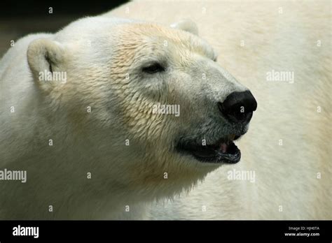 Understanding the Significance of Nightmares Involving a Polar Bear Aggression