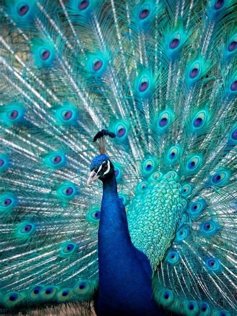 Understanding the Significance of Peacock Attacks in Dream Interpretations