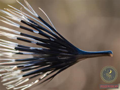 Understanding the Significance of Porcupine Quills as a Representation of Safety and Personal Boundaries