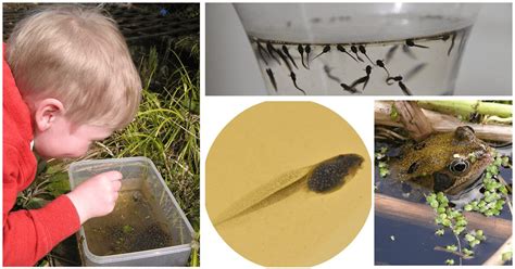 Understanding the Significance of Pristine Water for Tadpoles