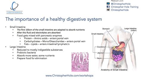 Understanding the Significance of Proper Digestion