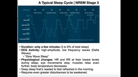 Understanding the Significance of REM Sleep in Canines