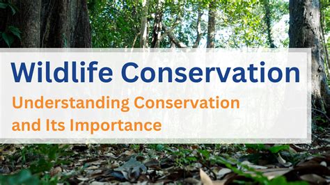 Understanding the Significance of Wildlife Conservation