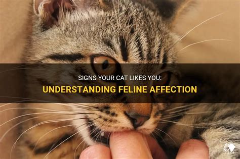 Understanding the Significance of Your Imagined Affection towards a Pale Feline