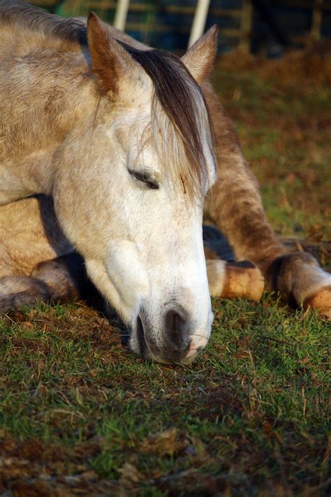 Understanding the Sleep Patterns of Equines