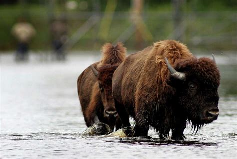 Understanding the Spiritual and Cultural Significance of the Majestic Buffalo