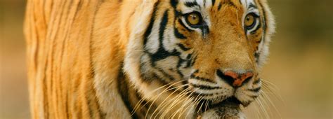 Understanding the Struggles Faced by Tigers: A Call to Action