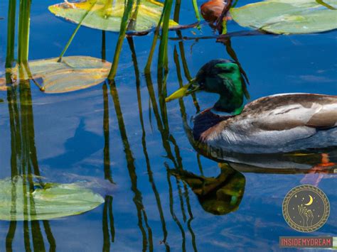 Understanding the Symbolic Meaning of Ducks in Dream Experiences