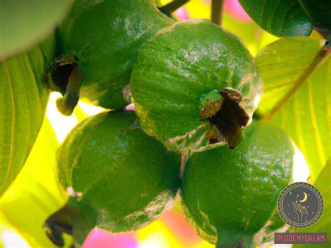 Understanding the Symbolic Meaning of Guava Fruit in Dreams