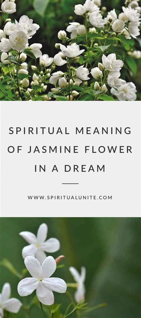 Understanding the Symbolic Meaning of Receiving Jasmine