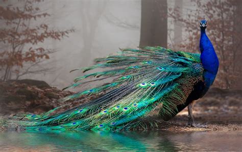 Understanding the Symbolism: The Symbolic Meaning of a Peacock in Dreams