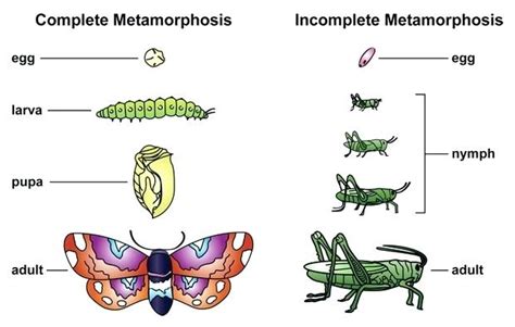 Understanding the Symbolism Behind the Process of Metamorphosis