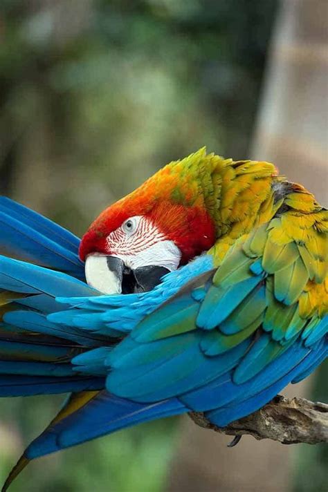 Understanding the Symbolism of Parrot Bites