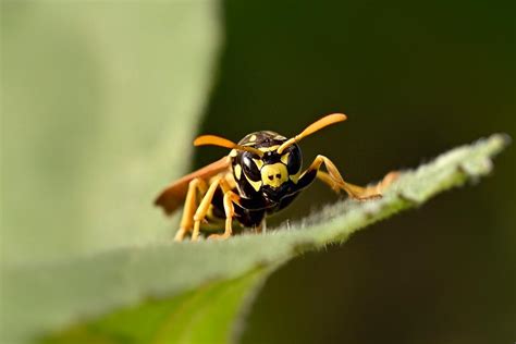 Understanding the Symbolism of Wasps in Dreams