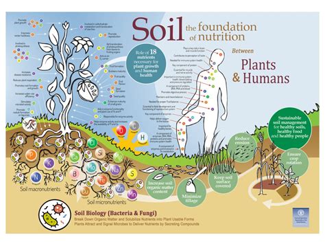 Understanding the Vitality of Soil Health