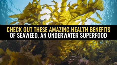 Underwater Superfood: The Surprising Health Benefits of Sea Grapes