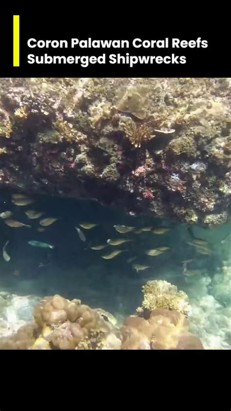 Underwater Wonders: Delve into the Enigma of Submerged Shipwrecks