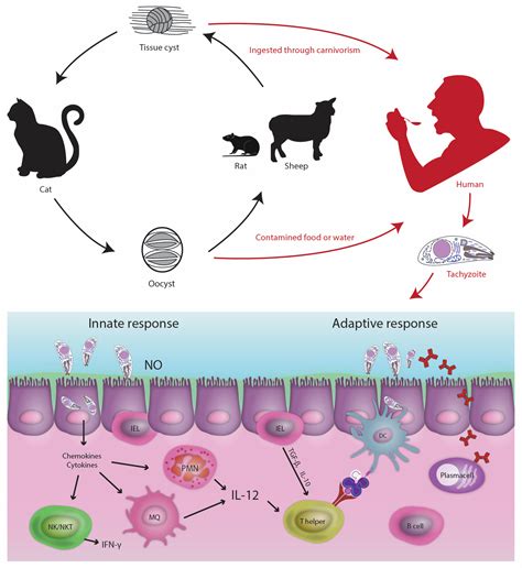 Unearthing the Role of Toxoplasma gondii in Feline Sleep and Behaviors