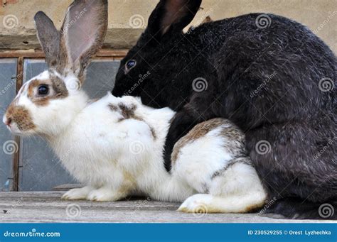 Unearthing the Significance of Passion and Fertility within Rabbit Mating Reveries