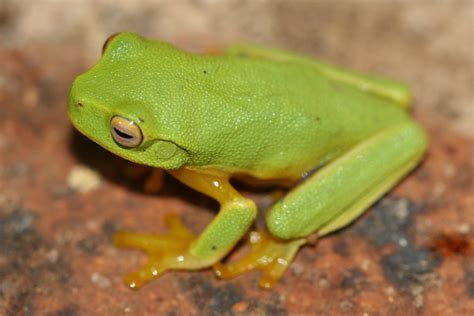 Unexpected Encounters: The Story of a Dainty Amphibian