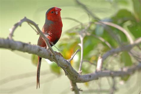 Unexplained Behaviors: Studying the Mysterious Habits of the Crimson Parakeet