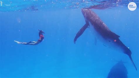 Unforgettable Encounters: Explore the Unmatched Thrill of Up-Close Whale Encounters