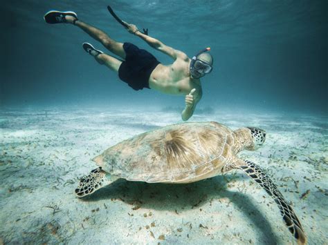 Unforgettable Encounters: Tales from Turtle Conservationists