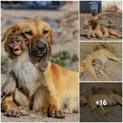 Unforgettable Encounters: The Mesmerizing Bond with Canine Offspring