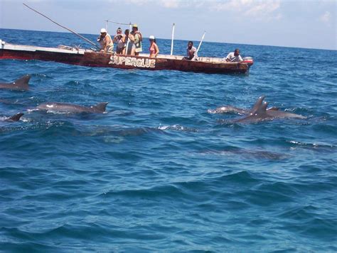 Unforgettable Locations for Dolphin Spotting