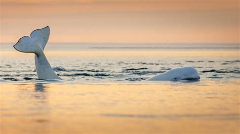 Unforgettable Memories: Capturing the Magic of Immersing Yourself in the Majesty of Blue Whales