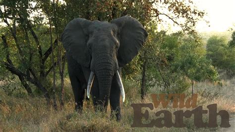 Unforgettable Moments: An Enchanting Encounter with Young Pachyderms