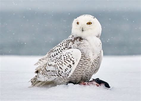 Unique Adaptations of Snowy Owls for Survival