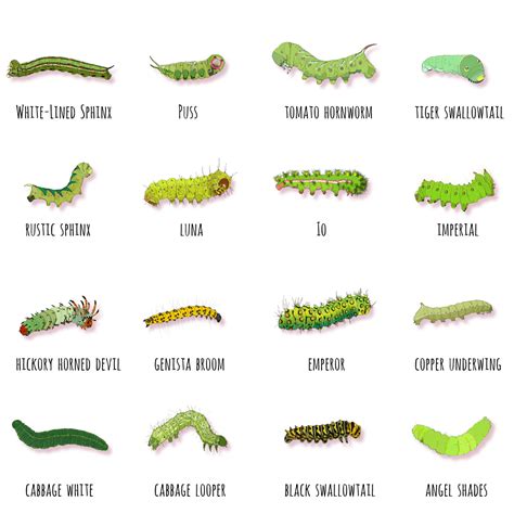 Unique Adaptations of the Blush-Colored Larva to Make it Stand Out