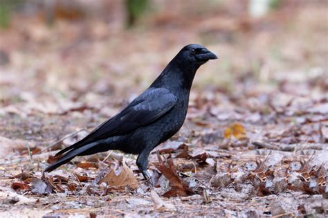 Unique Advantages of Owning a Crow as a Companion