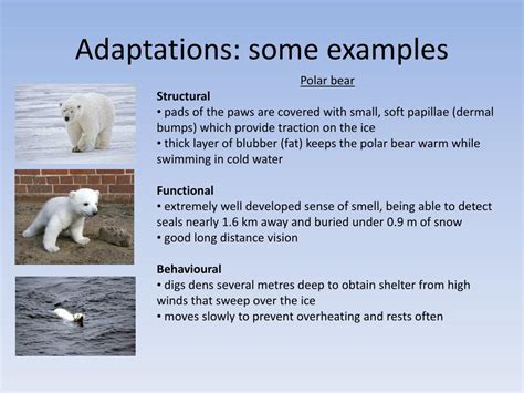 Unique Physical Characteristics and Adaptations