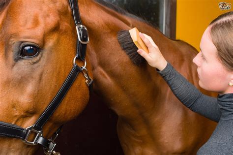 Unleash Your Passion for Equine Care and Maintenance