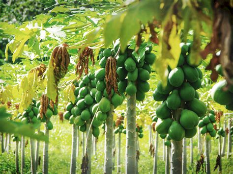 Unleash the Potential of Cultivating Your Very Own Papaya Plant