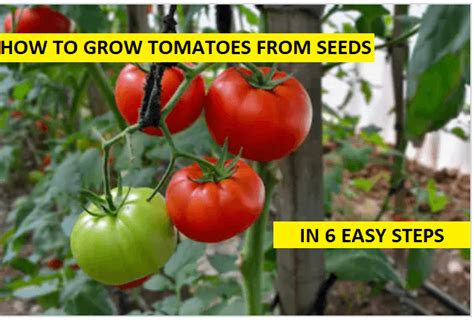 Unleash the Potential of Tomato Cultivation: Step-by-Step Guide for Novices