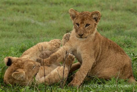 Unleashing Your Inner Adventurer: Lion Cub Playtime