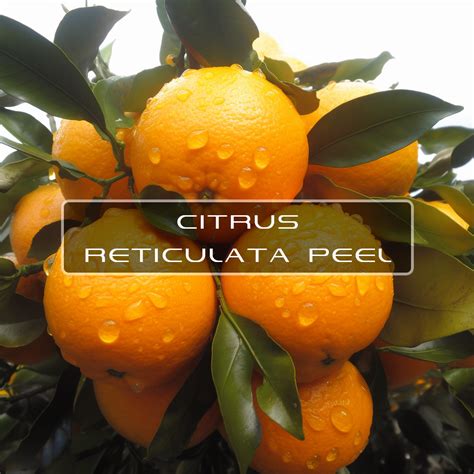 Unleashing the Beauty Benefits of Citrus Reticulata