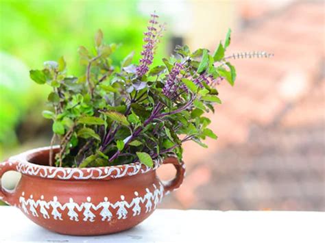 Unleashing the Curative Potency of Tulsi: From Timeless Remedies to Modern Medical Advancements