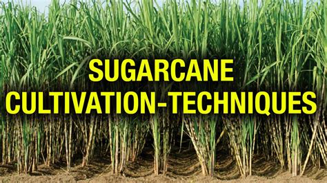 Unleashing the Potential: Innovative Techniques for Sugar Cane Agriculture