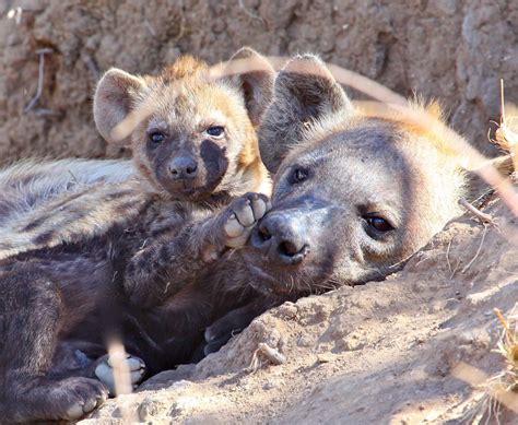 Unleashing the Potential of Hyenas: Building Extraordinary Connections and Discovering their Exceptional Skills