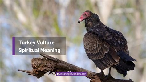 Unleashing the Power of Turkey Vultures: Meaningful Messages and Enlightening Insights