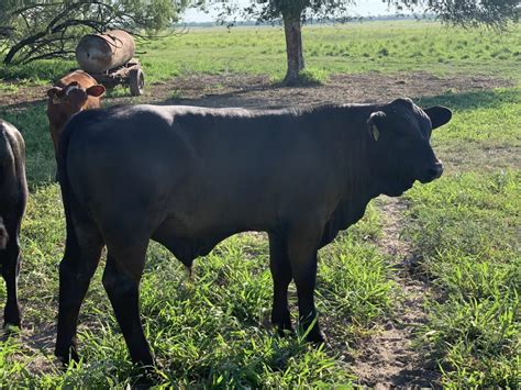 Unleashing the Untapped Power within the Pure Bovine Offspring