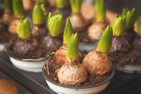 Unlock the Magic: Transform Your Garden with Plant Bulbs