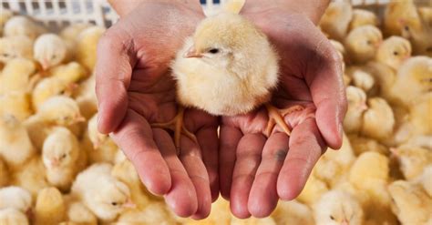 Unlocking Personal Significance in Dreaming of Golden Chicks