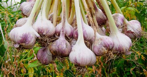 Unlocking Your Green Thumb: Embracing the Art of Cultivating Garlic