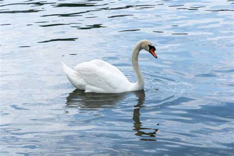 Unlocking the Depths of the Subconscious: Delving into the Symbolism of Swan Dreams