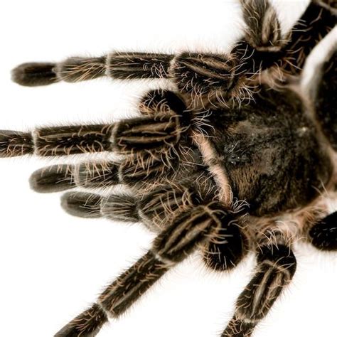 Unlocking the Enigmatic Significance of Uncovering an Arachnid Inside Your Footwear